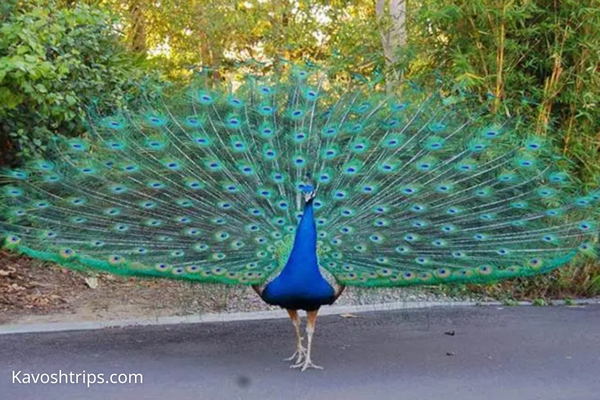 Bird Garden